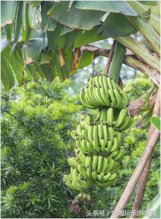 高配的自家农场农庄开始大放价,38蚊/打湛江生蚝!1蚊炸云吞