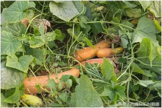 高配的自家农场农庄开始大放价,38蚊/打湛江生蚝!1蚊炸云吞