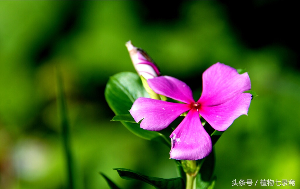 养花为什么要有土,养花浇水什么水最好