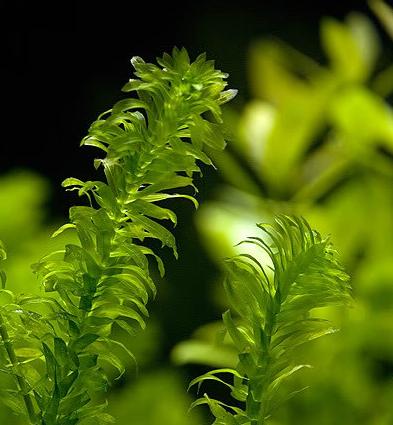 草缸适合新手的水草,草缸常见类水草推荐