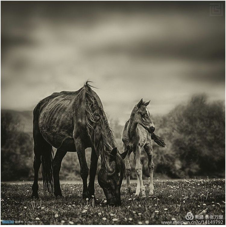 美丽*疆新**100张——美在雪山,美在草原,美在戈壁,美在心灵!