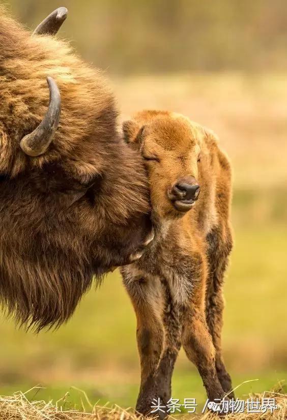 动物主题的儿童摄影,儿童拍摄动物世界图