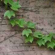 一树一故事｜南大爬山虎百年守望者