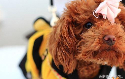 怀孕泰迪犬的注意事项