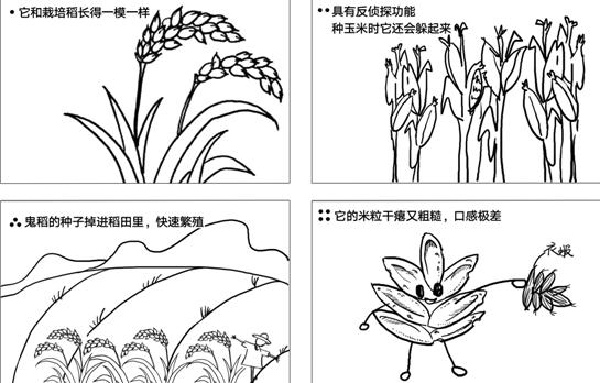 什么！你吃的不是香喷喷的白饭而是鬼稻？浙大科学家解密鬼稻
