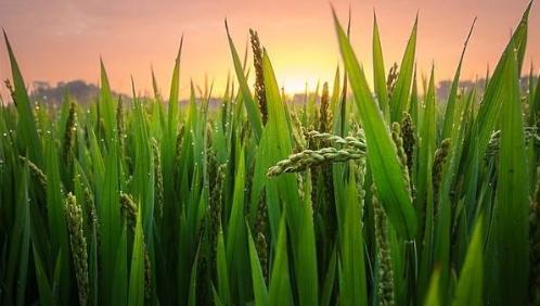 什么！你吃的不是香喷喷的白饭而是鬼稻？浙大科学家解密鬼稻