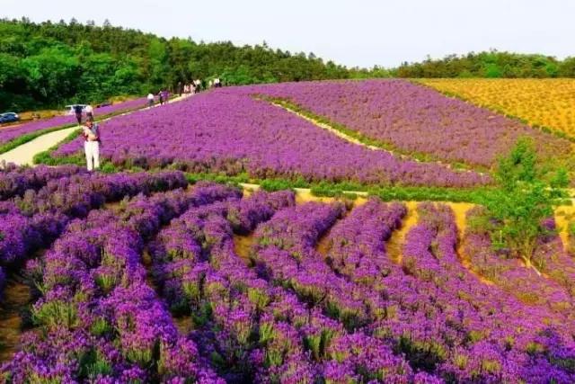 南京的夏天是个美丽的地方,南京的夏天依旧很美