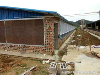 鸡怎样预防中暑,鸡中暑的症状图