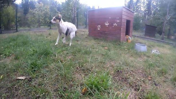 被囚禁多年的狗狗变驼背，放出笼子的那一刻，看哭了很多人！