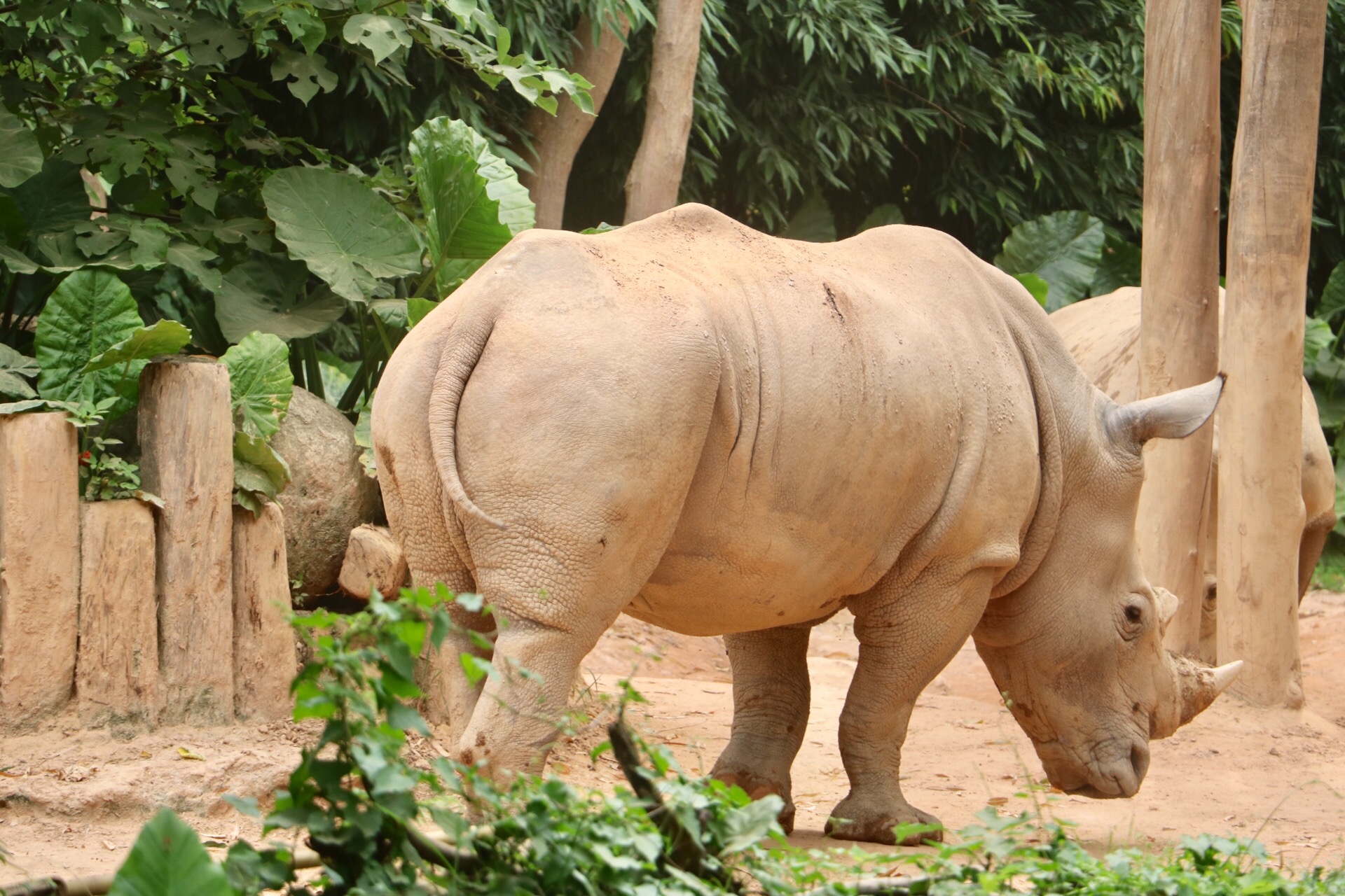 一月广州长隆野生动物园游玩攻略,长隆海洋王国不可错过