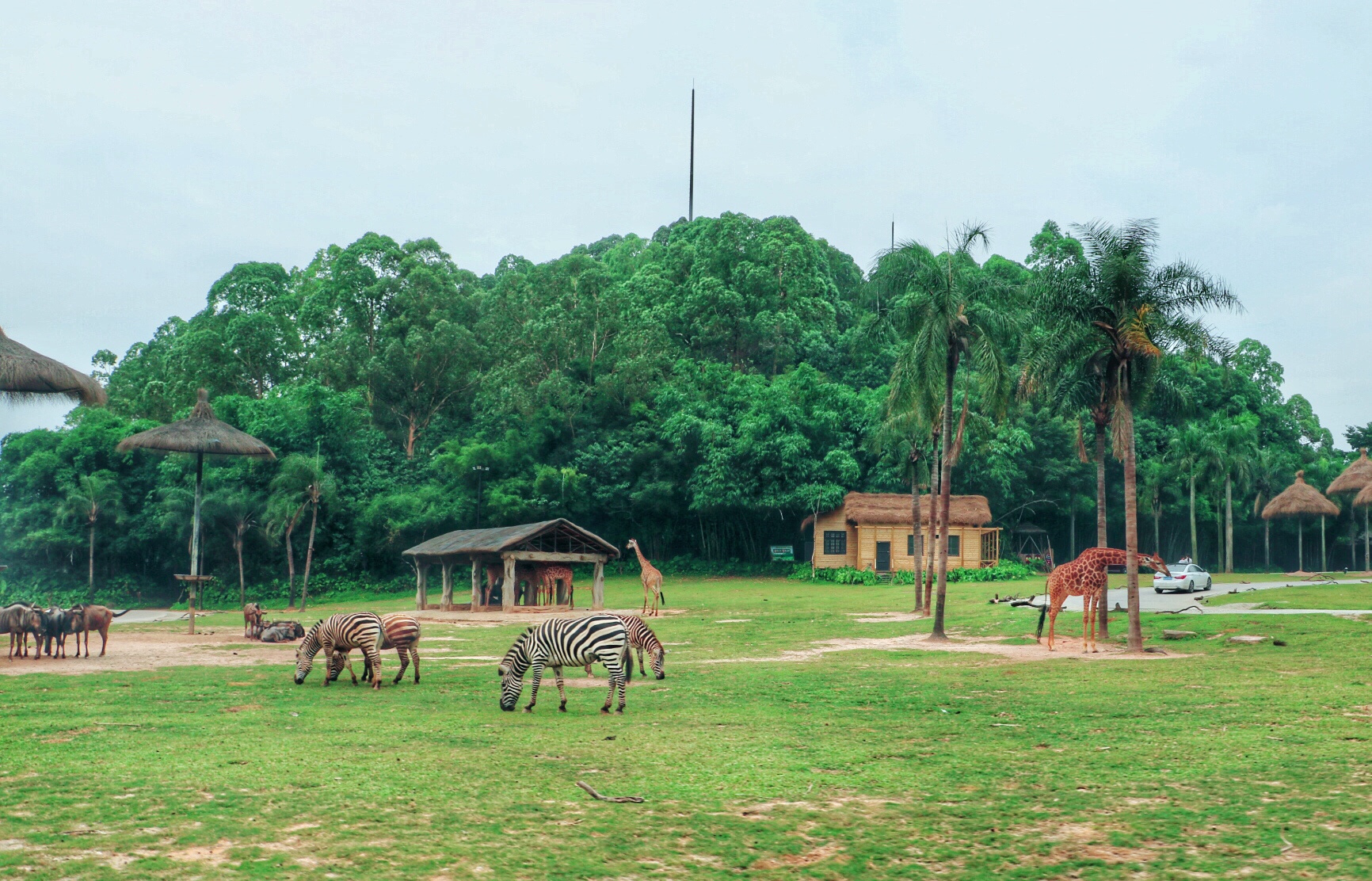 一月广州长隆野生动物园游玩攻略,长隆海洋王国不可错过
