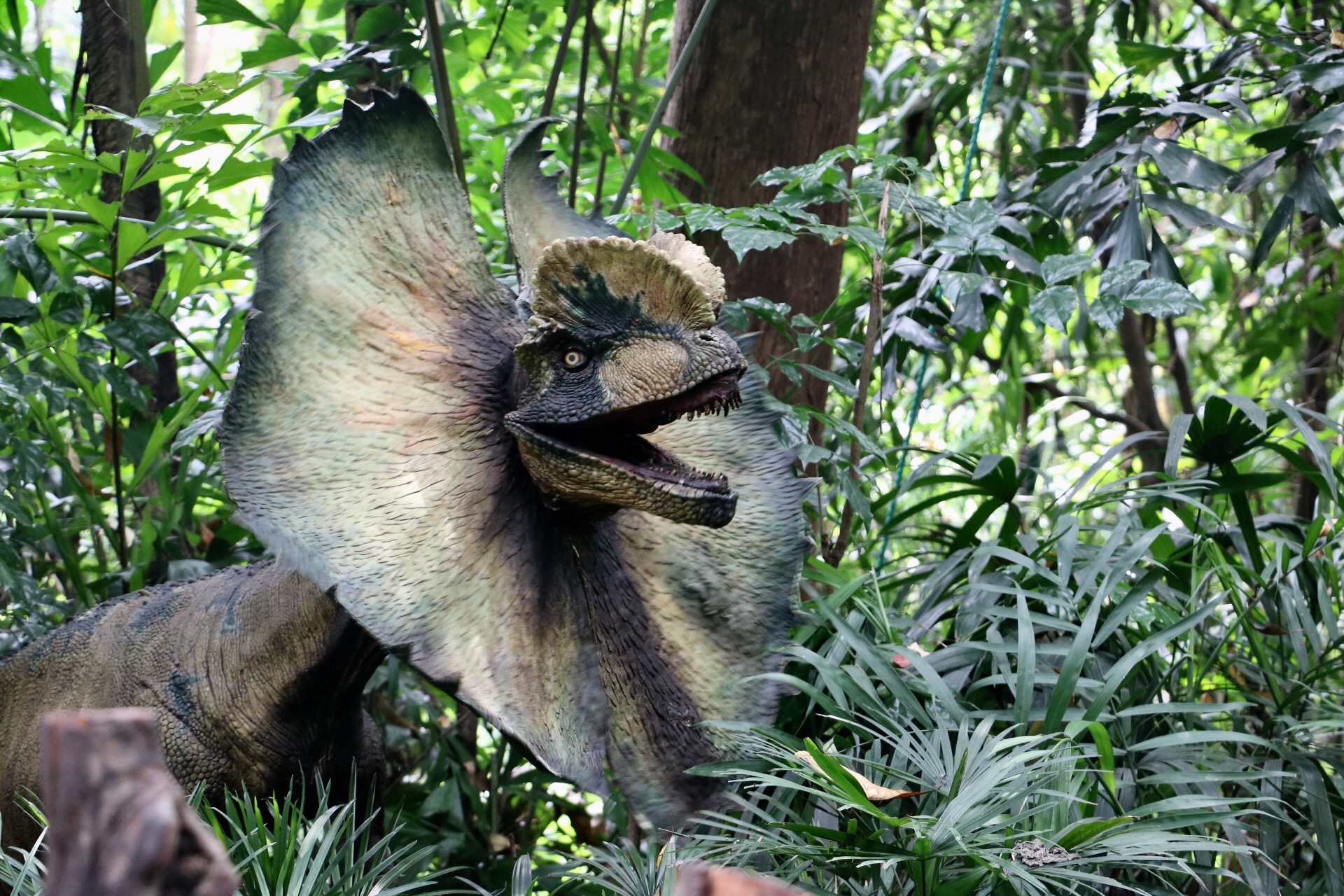 一月广州长隆野生动物园游玩攻略,长隆海洋王国不可错过