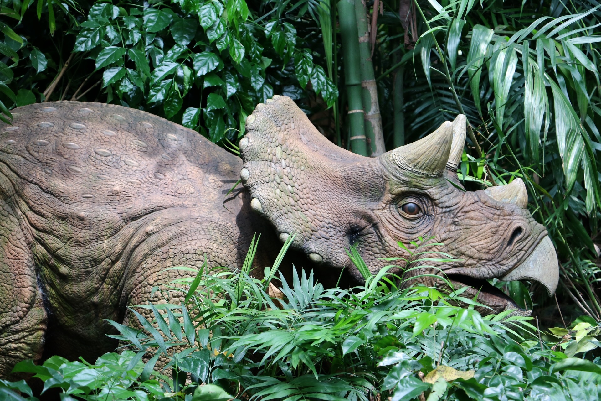 一月广州长隆野生动物园游玩攻略,长隆海洋王国不可错过