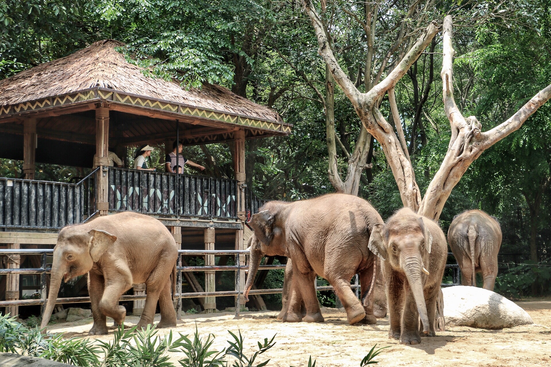 一月广州长隆野生动物园游玩攻略,长隆海洋王国不可错过