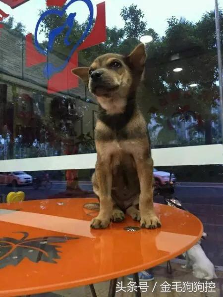 金毛成长记之毛孩子发情期尴尬糗事