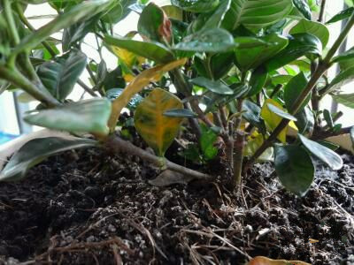 栀子花叶子发黄的解决方法,栀子花叶子发黄了还长虫子怎么办