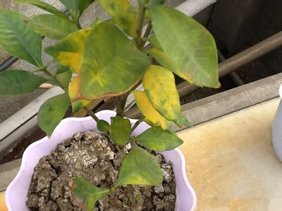 栀子花叶子发黄的解决方法,栀子花叶子发黄了还长虫子怎么办