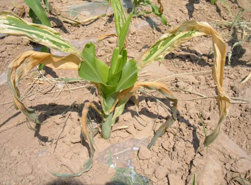 玉米死苗怎么治疗,玉米苗黄死苗什么原因