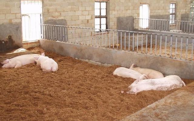 自制发酵床养猪可行吗,发酵床养猪技术可行吗