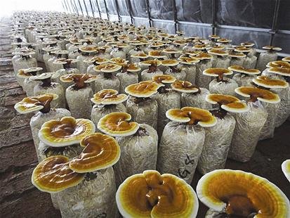 农村又一暴利种植,农村一年四季不愁销路的种植