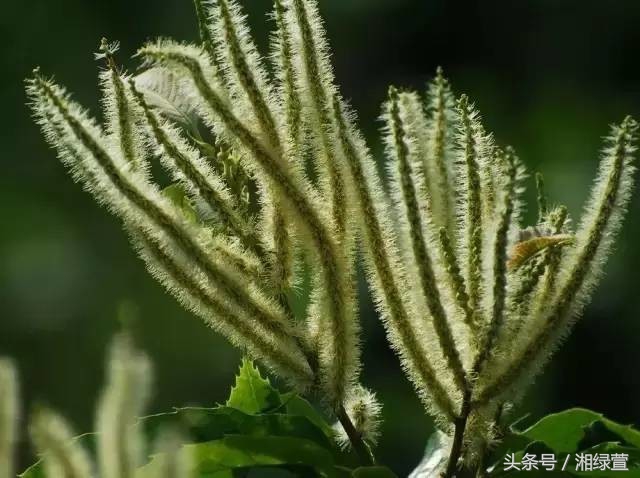 一说到栗子,就让人想到“举栗子”?