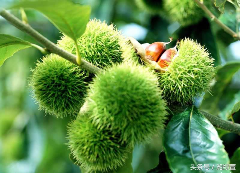 一说到栗子,就让人想到“举栗子”?