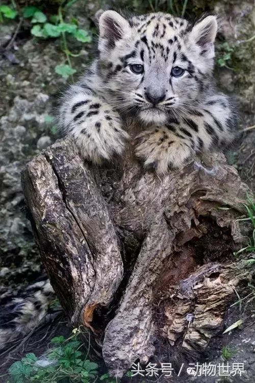 动物主题的儿童摄影,儿童拍摄动物世界图