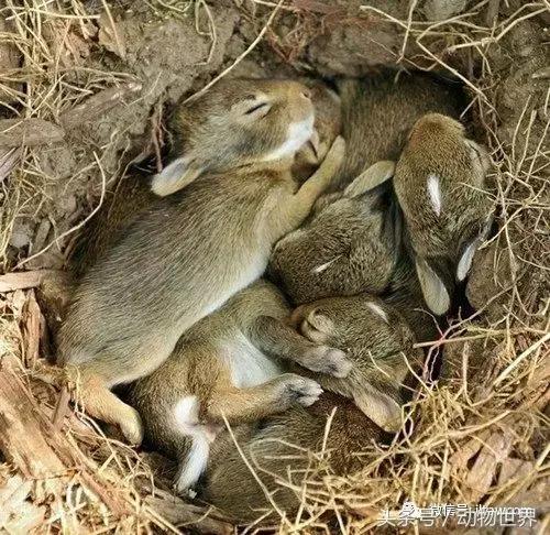 动物主题的儿童摄影,儿童拍摄动物世界图