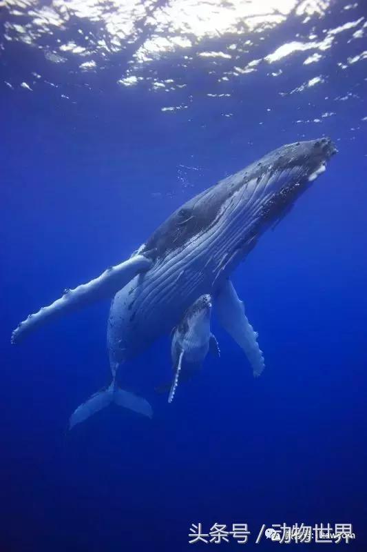 动物主题的儿童摄影,儿童拍摄动物世界图