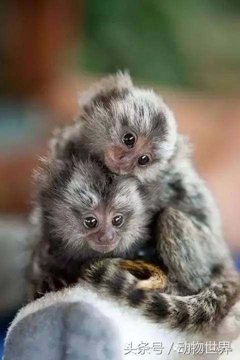 动物主题的儿童摄影,儿童拍摄动物世界图