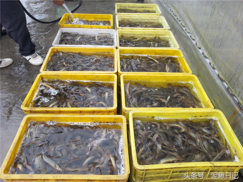 泥鳅养殖几年出栏最好,泥鳅养殖与前景