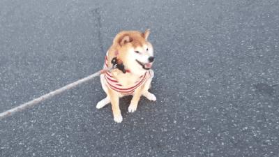 宠物狗不肯洗澡怎么办,养狗狗一天不在家怎么办