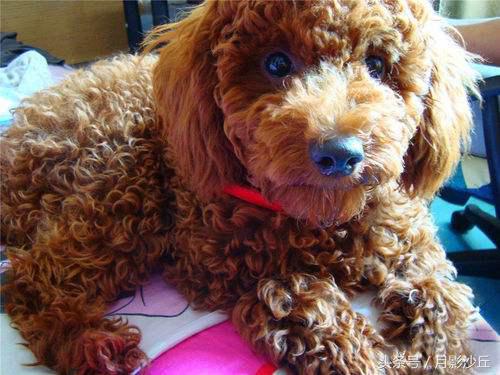 怀孕泰迪犬的注意事项