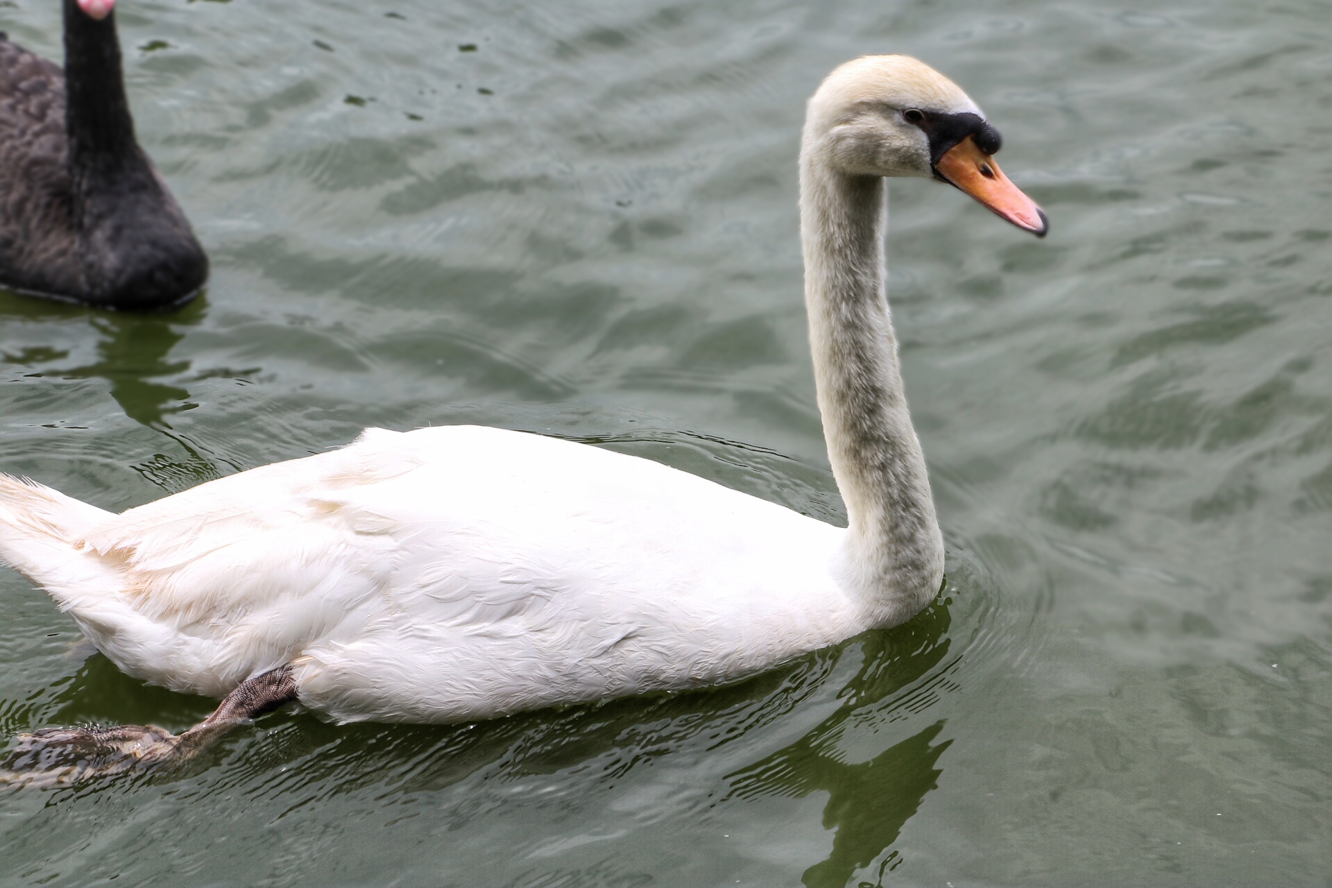 一月广州长隆野生动物园游玩攻略,长隆海洋王国不可错过