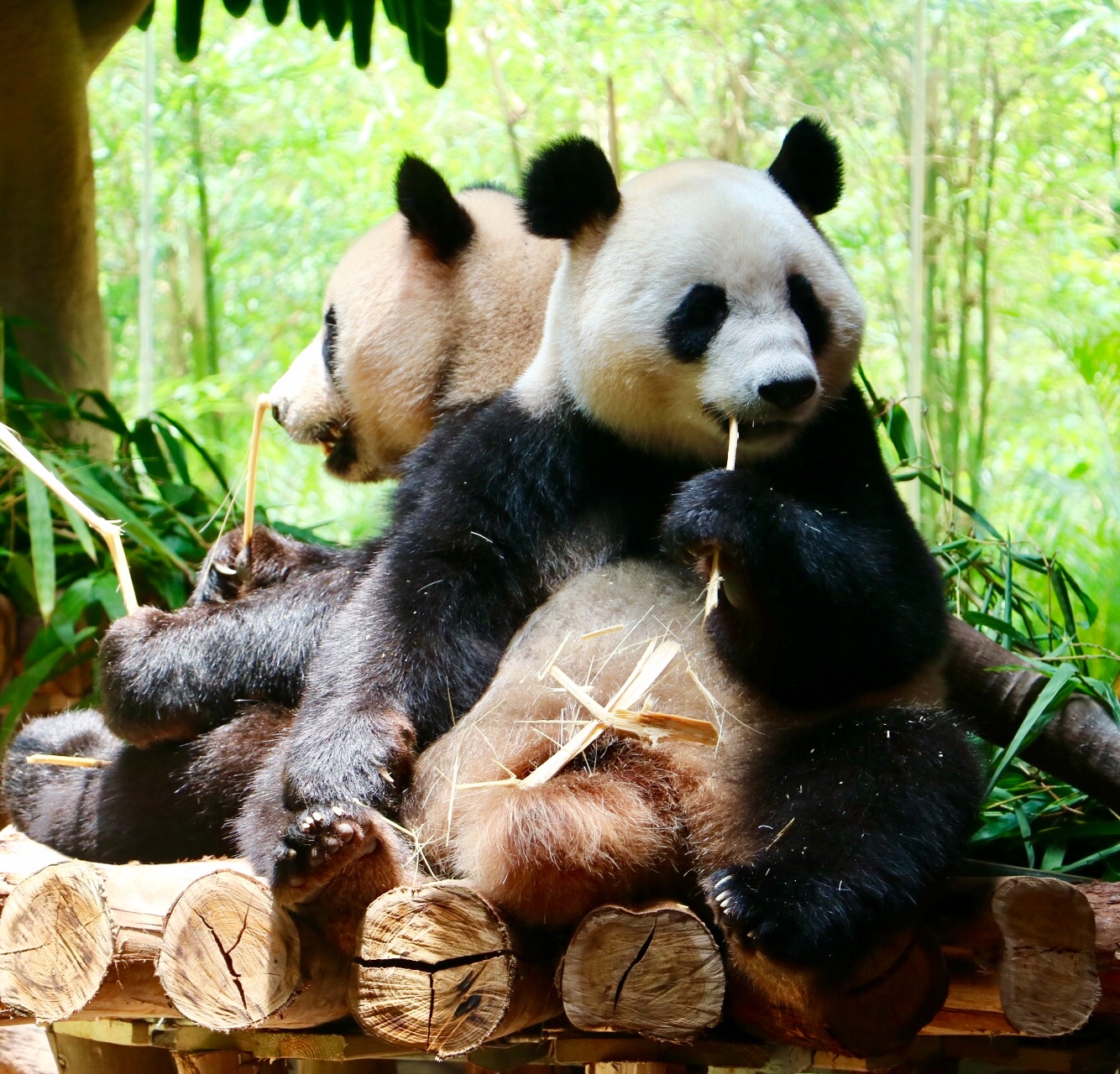 一月广州长隆野生动物园游玩攻略,长隆海洋王国不可错过