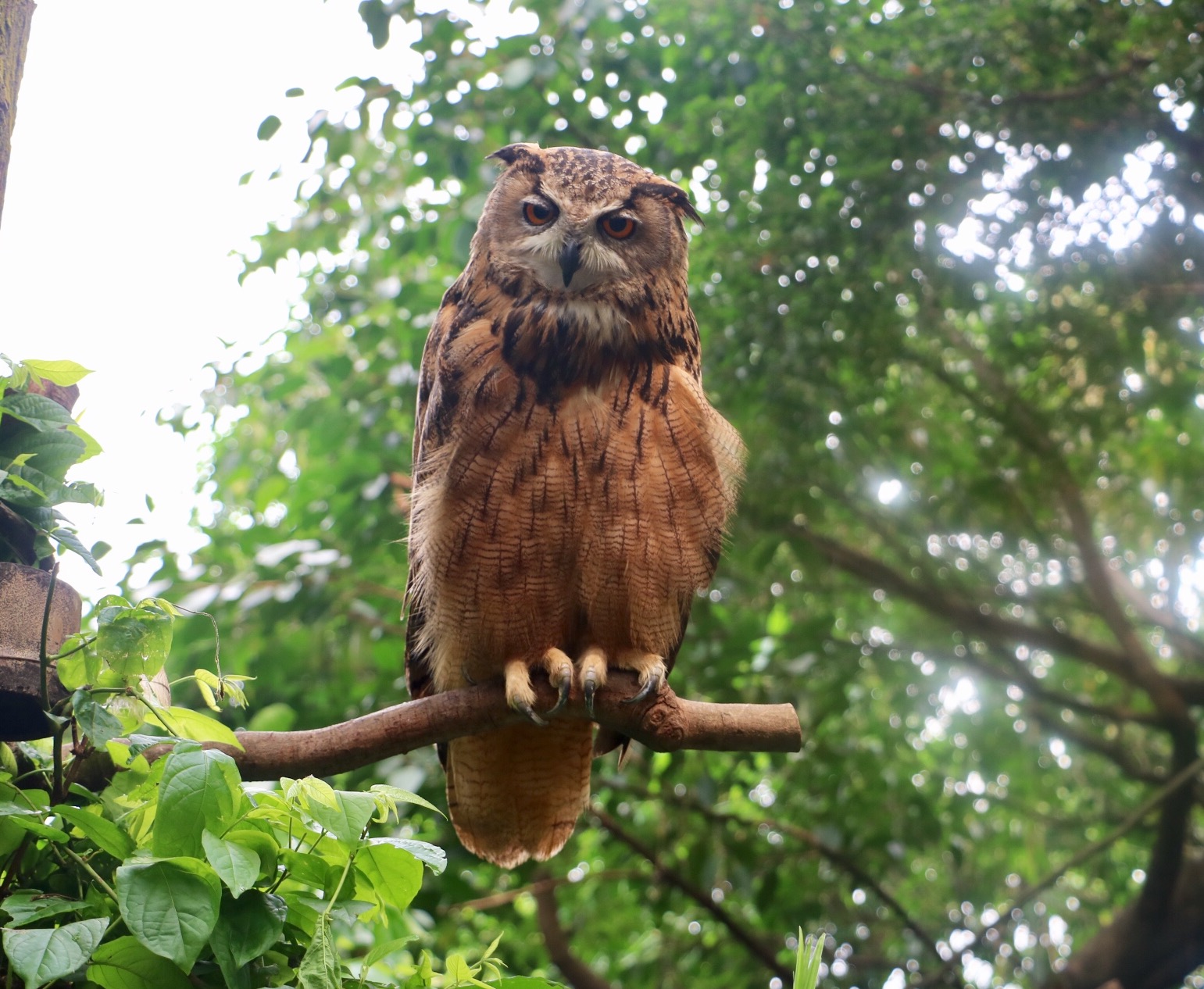 一月广州长隆野生动物园游玩攻略,长隆海洋王国不可错过