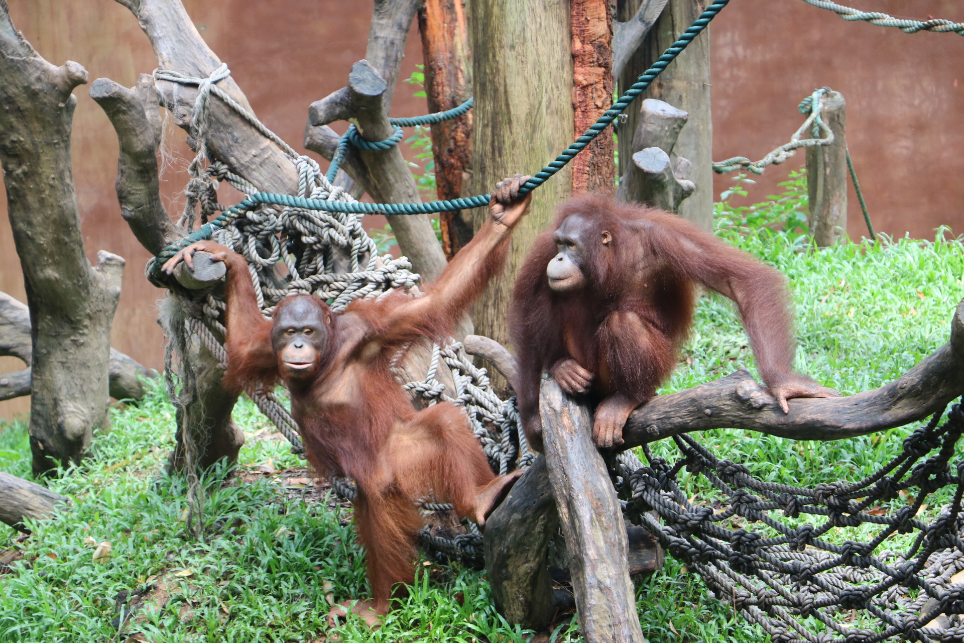 一月广州长隆野生动物园游玩攻略,长隆海洋王国不可错过