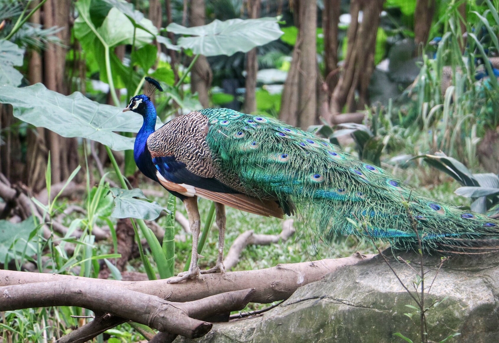 一月广州长隆野生动物园游玩攻略,长隆海洋王国不可错过