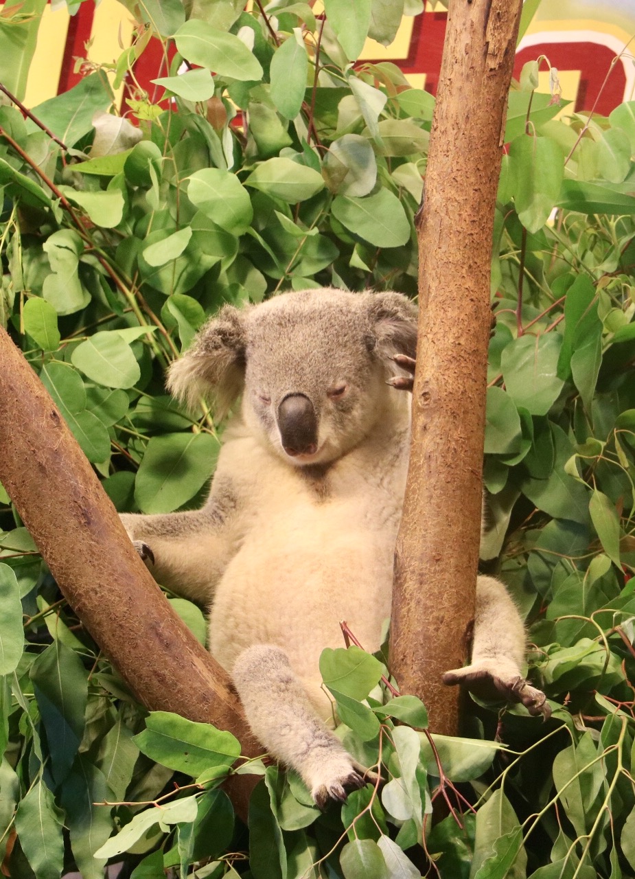 一月广州长隆野生动物园游玩攻略,长隆海洋王国不可错过