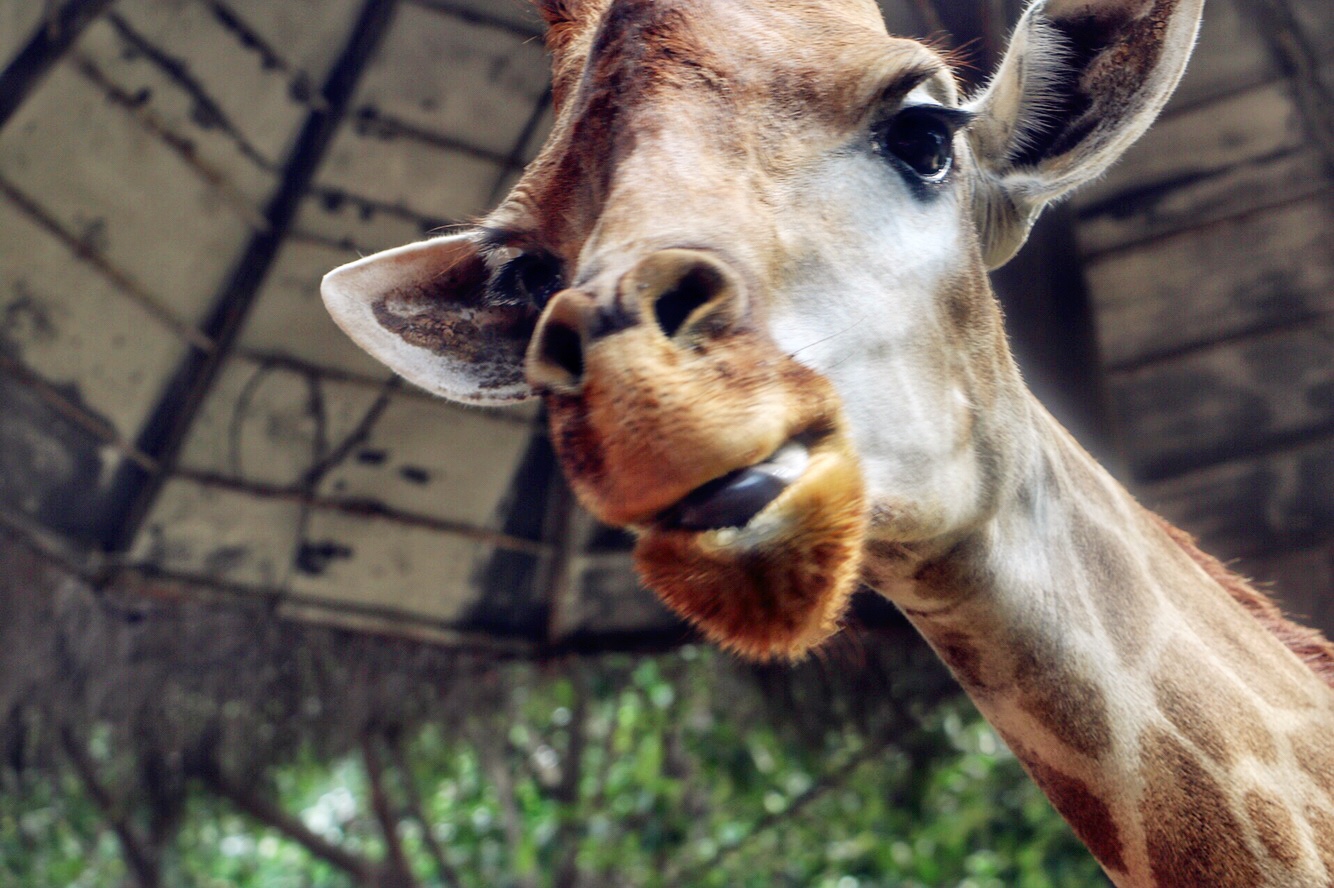 一月广州长隆野生动物园游玩攻略,长隆海洋王国不可错过