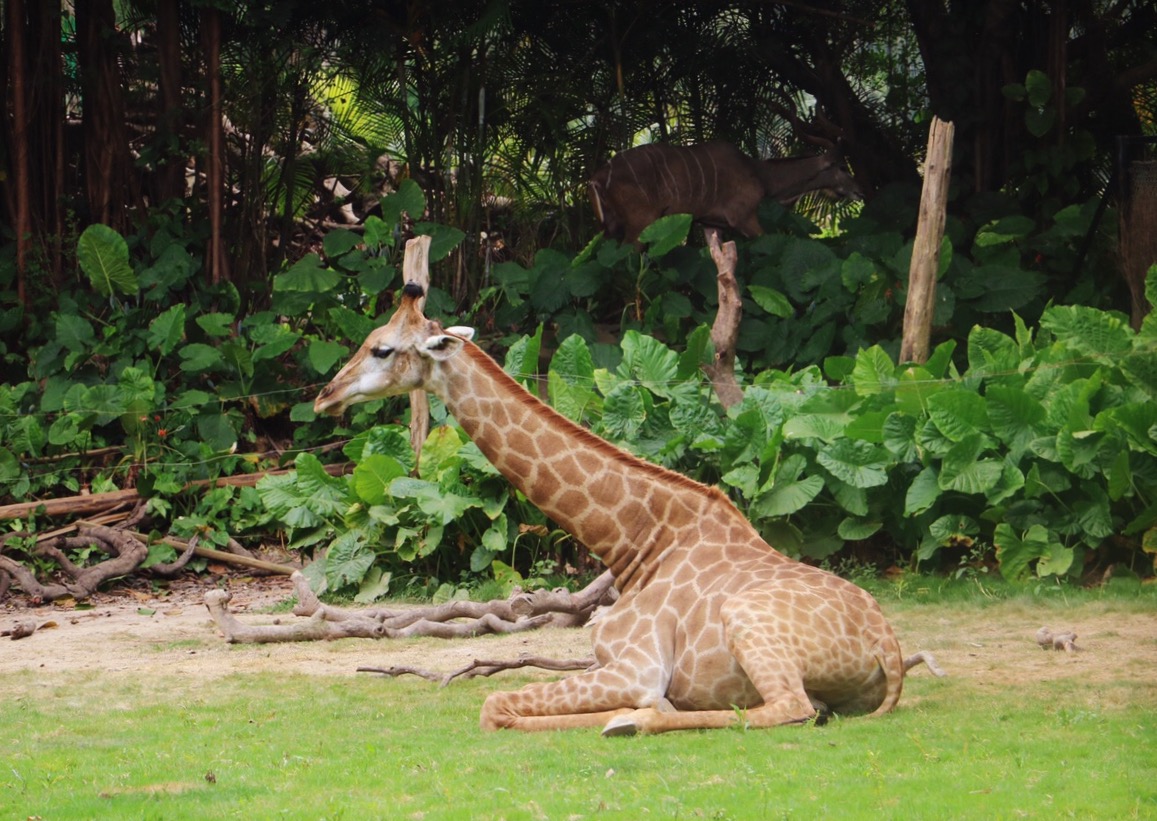 一月广州长隆野生动物园游玩攻略,长隆海洋王国不可错过