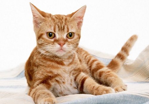 小猫拉稀带血丝有很粘很稠的液体,猫咪软便拉稀带血精神没有问题