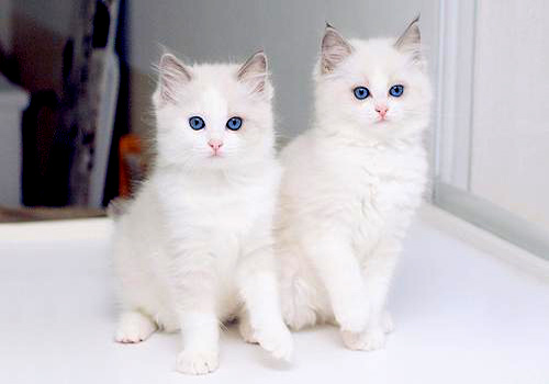 小猫拉稀带血丝有很粘很稠的液体,猫咪软便拉稀带血精神没有问题