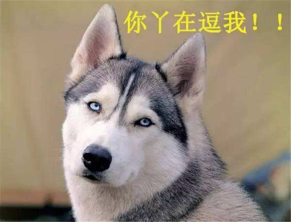 为了换回它的“心”差点多花好几万