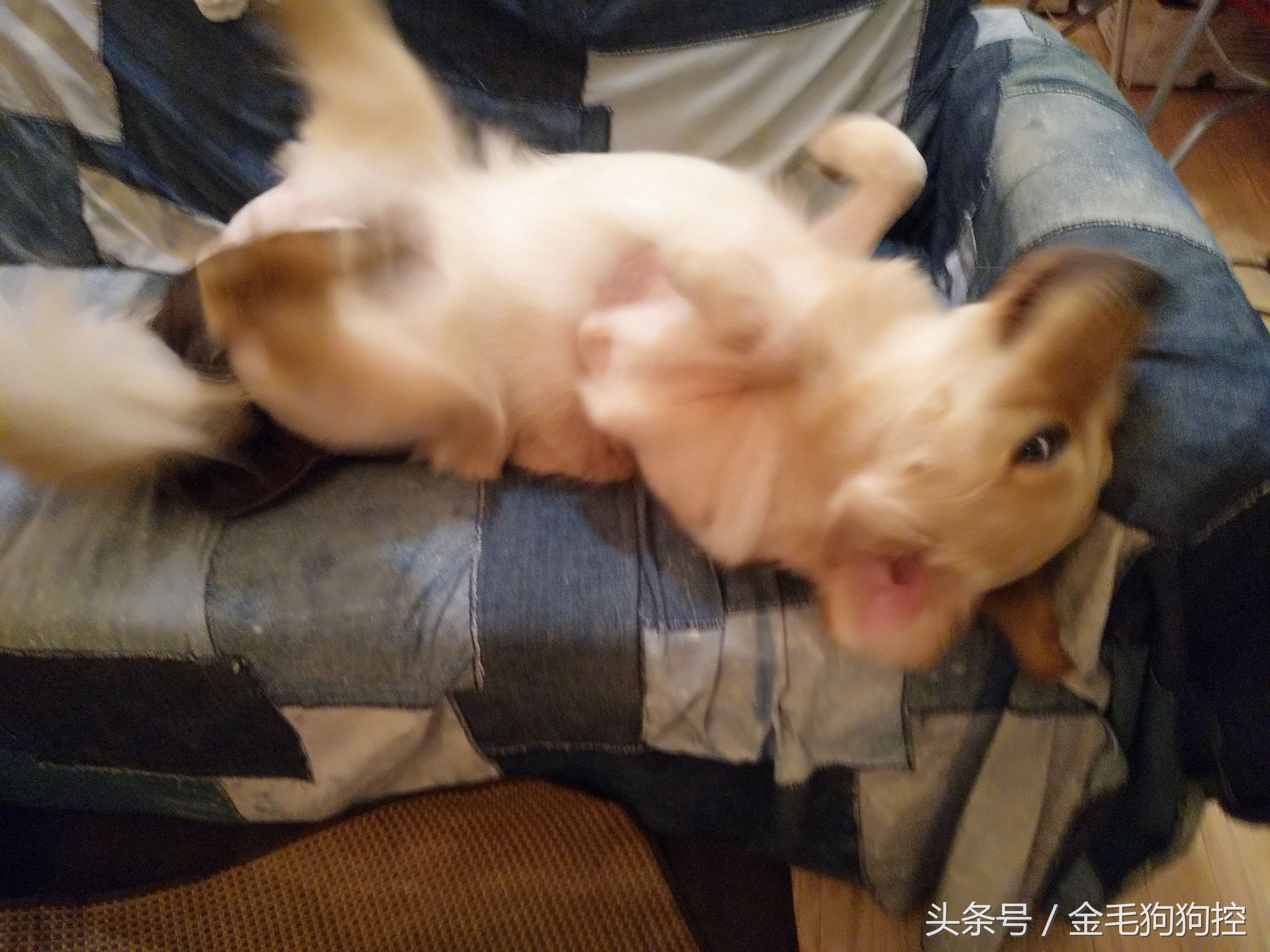 金毛成长记之毛孩子发情期尴尬糗事