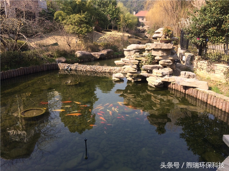 我宁愿化做池塘里的一尾锦鳞,不畏浮云,不惧声色,不问世俗!