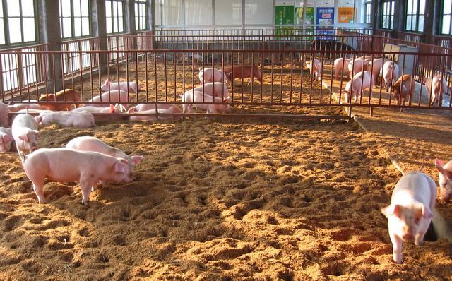 自制发酵床养猪可行吗,发酵床养猪技术可行吗