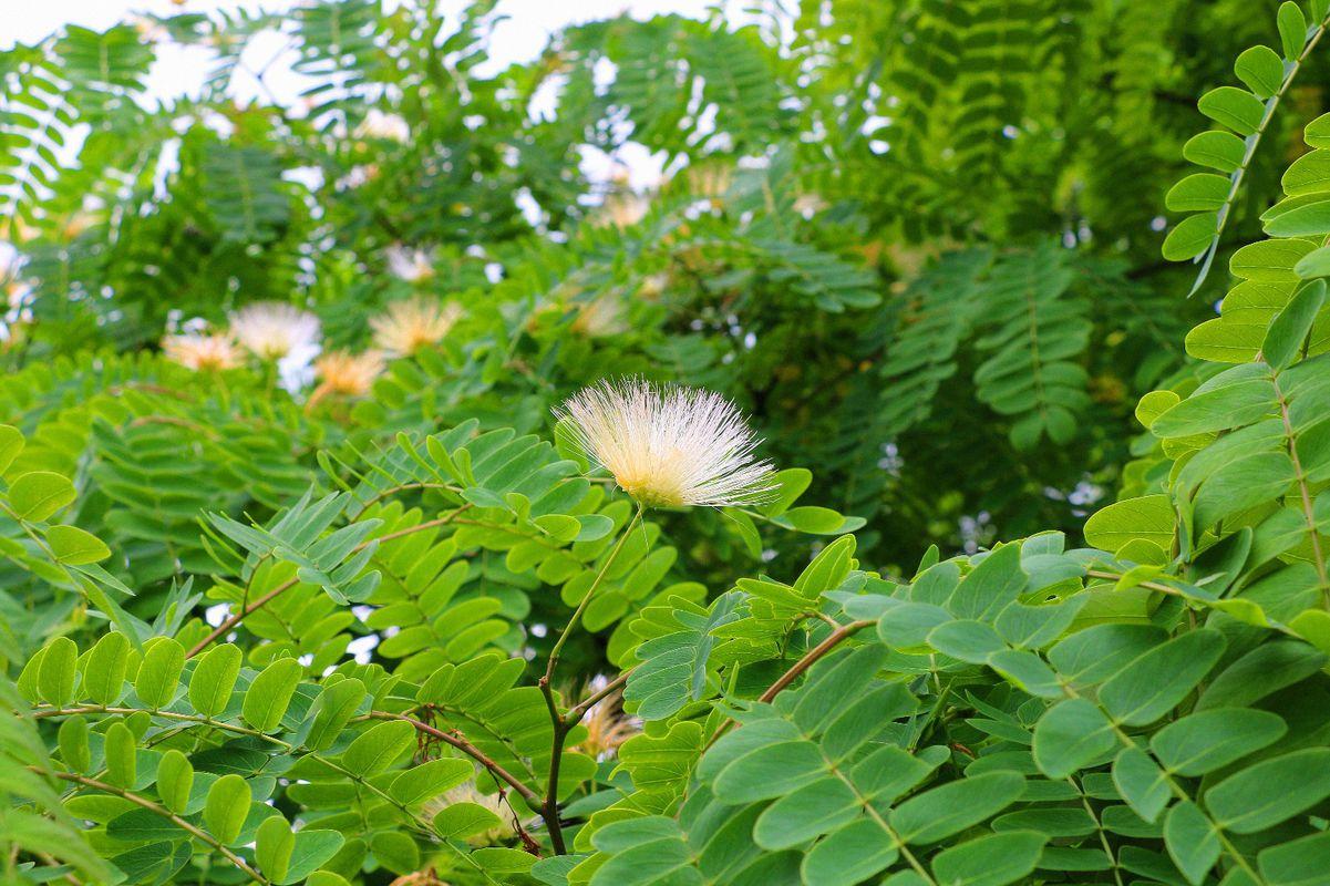 路边常见的花，解郁安神治失眠，清热解暑能解酒