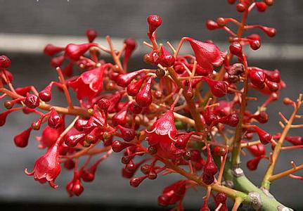 农村又一暴利种植,农村一年四季不愁销路的种植
