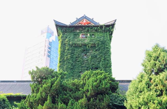 一树一故事｜南大爬山虎百年守望者